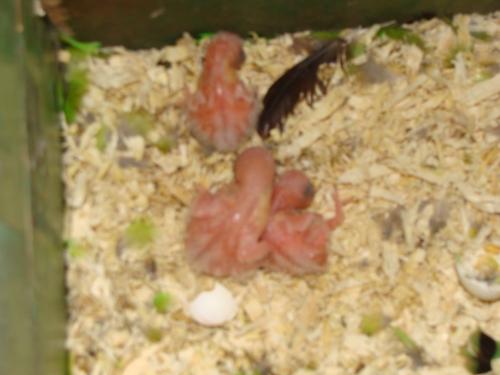 taranta cple 2. aJPG.jpg