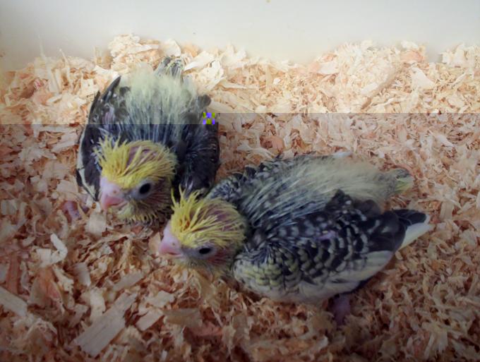 oiseaux valou 2eme couvÃƒÂ©e 014.jpg