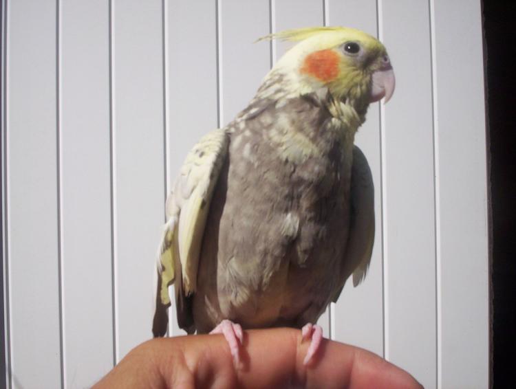 oiseaux valou 2eme couvÃƒÂ©e 021.jpg