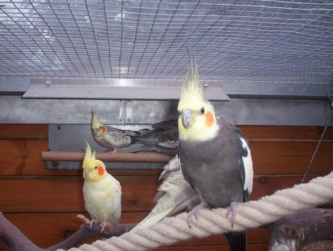 oiseaux valou 2eme couvÃƒÂ©e 032.jpg