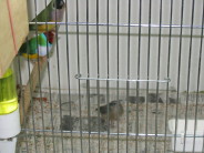 jeune tt juste sortie du nid_1_1_1_2_1.JPG