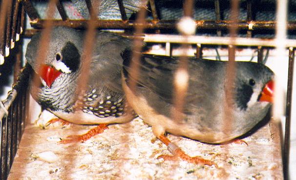 Mandar1 Joues Noires.jpg