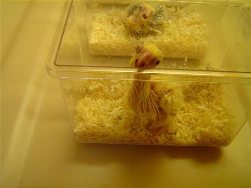 DSC05984 (Medium).JPG