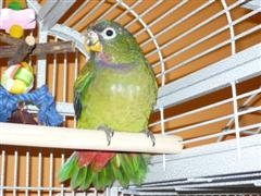 ZOE3.10.2 (WinCE).JPG