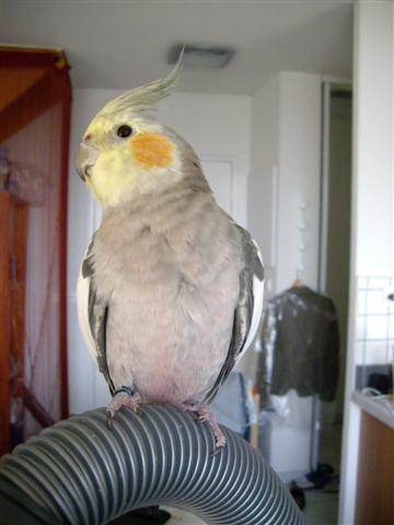 Les piafs septembre08 007 (Small).jpg