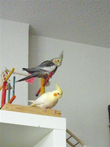 Les piafs septembre08 003 (Small).jpg