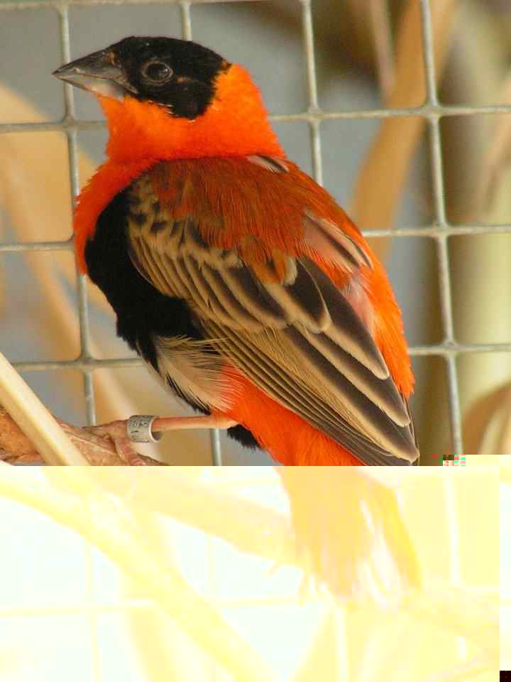 MÃ¢le ignicolore.jpg