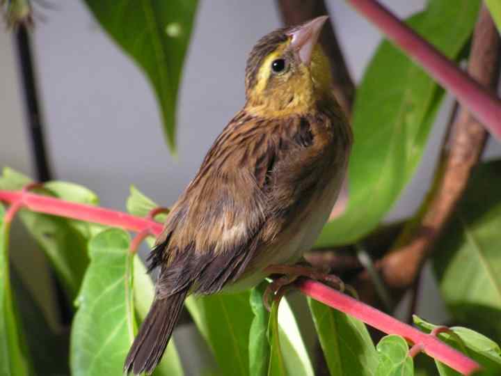 Femelle ignicolore..jpg