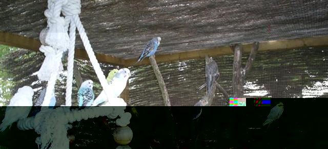 voliere2 (Small).JPG