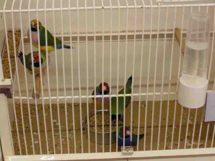 Diamants de gould.jpg