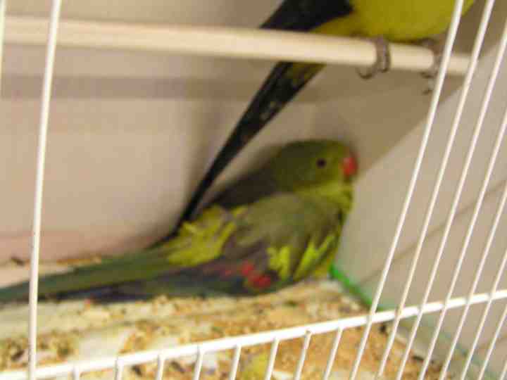 Perruches mÃ©lanures.jpg