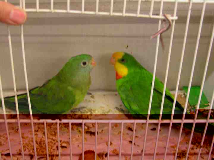 Perruches Barraband.jpg