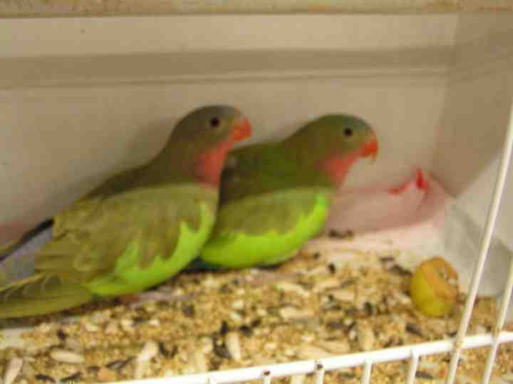 Perruches princesse de Galles.jpg