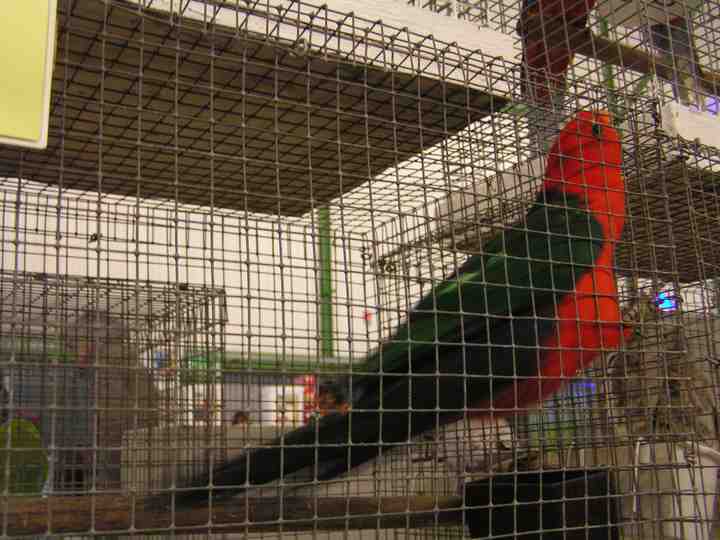 MÃ¢le perruche royale.jpg