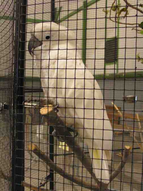 CacatoÃ¨s alba.jpg