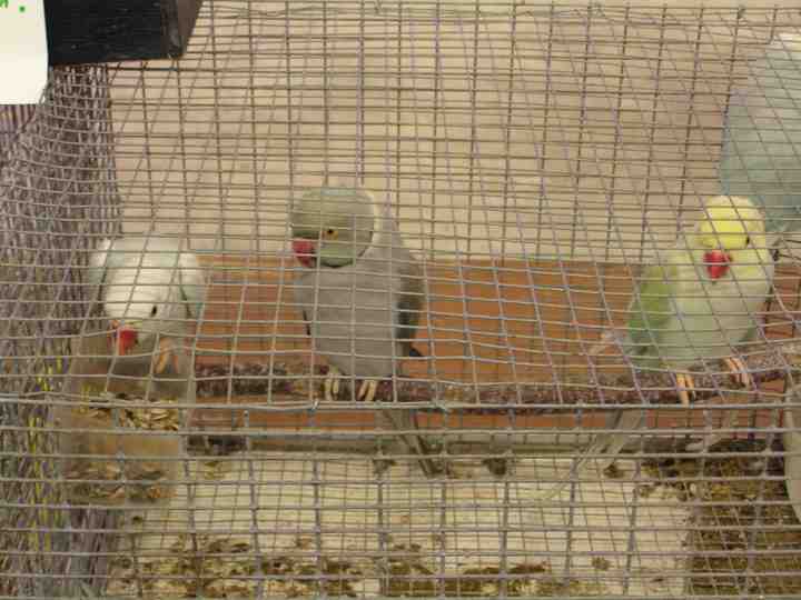 Perruches Ã  collier..jpg