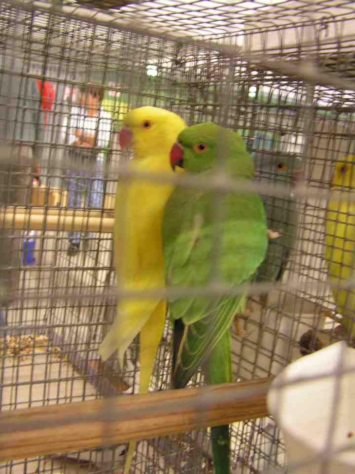 Perruches Ã  collier verte et lutinos.jpg