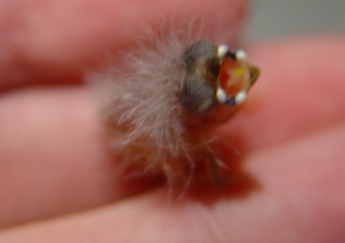 as bÃ©bÃ© r1.JPG