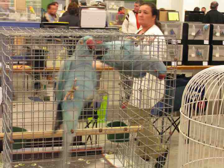 Perruches Ã  collier bleues.jpg