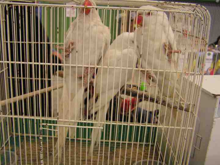 Perruches Ã  collier albinos.jpg