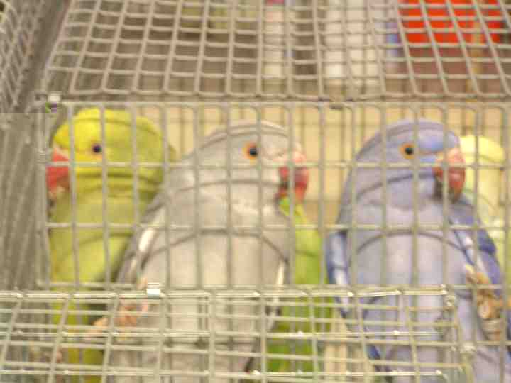 Perruches Ã  collier.jpg