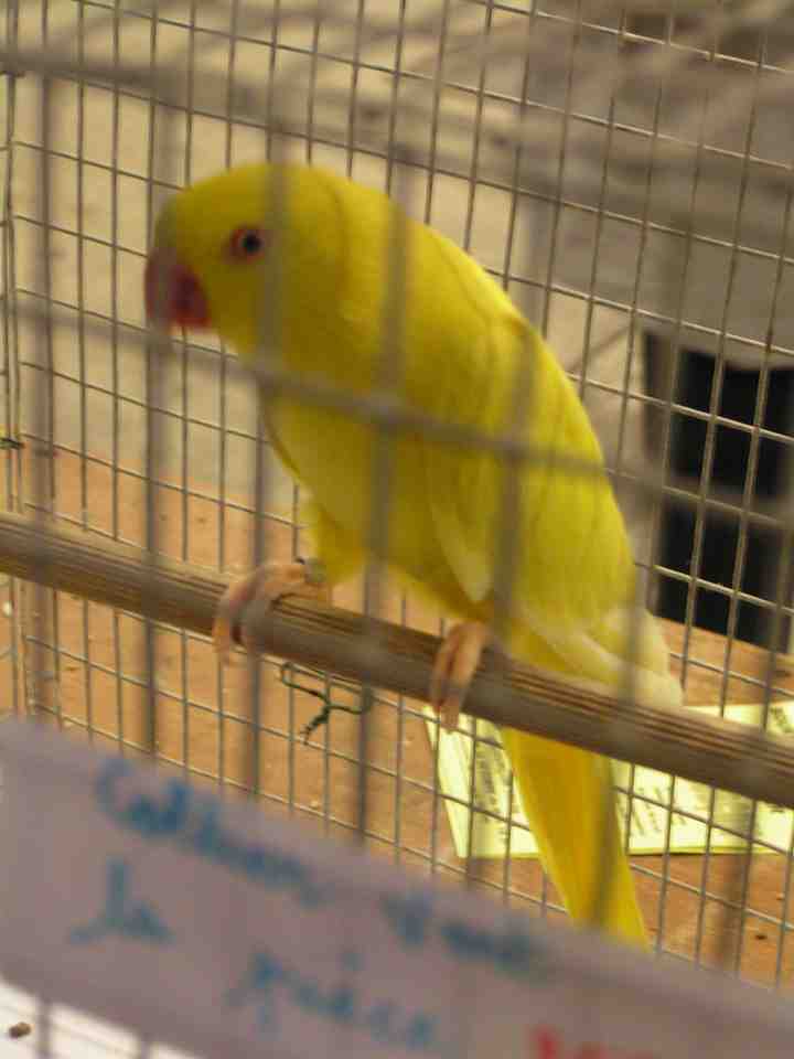 Perruche Ã  collier lutinos.jpg