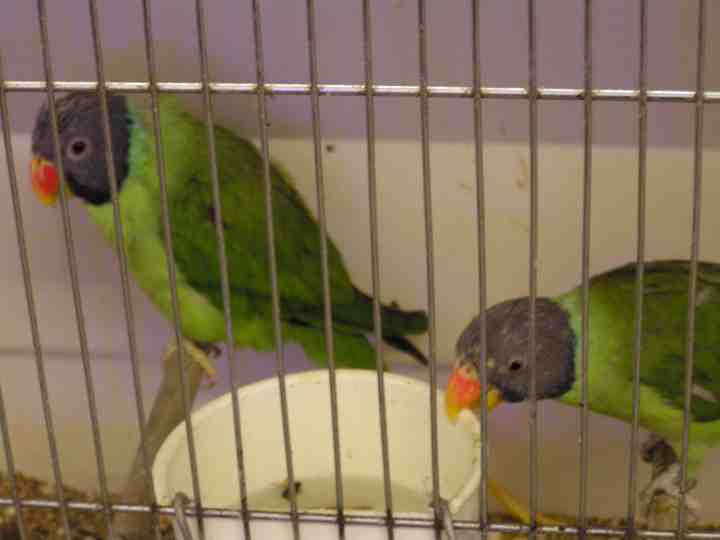 Perruches tÃªte ardoisÃ©e.jpg