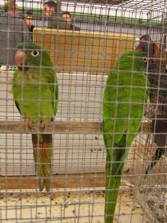 Conure Ã  tÃªte bleue.jpg