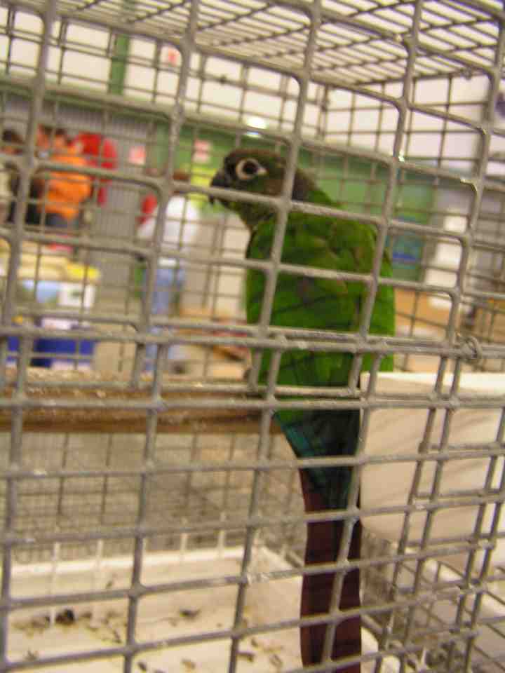 Conure de Molina.jpg