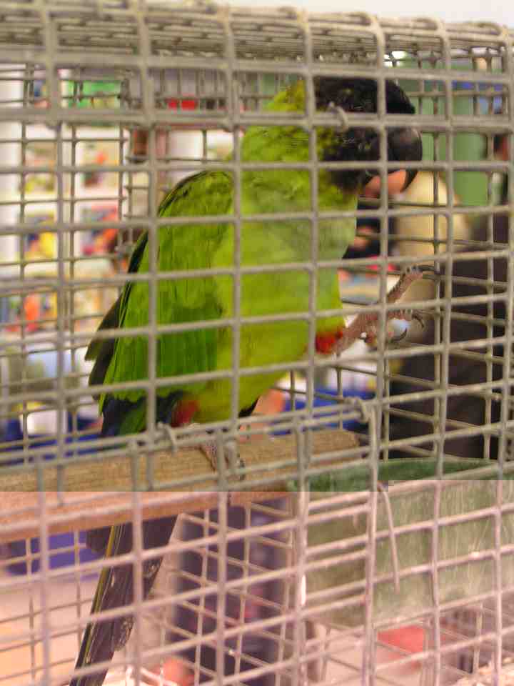 Conure Nanday.jpg
