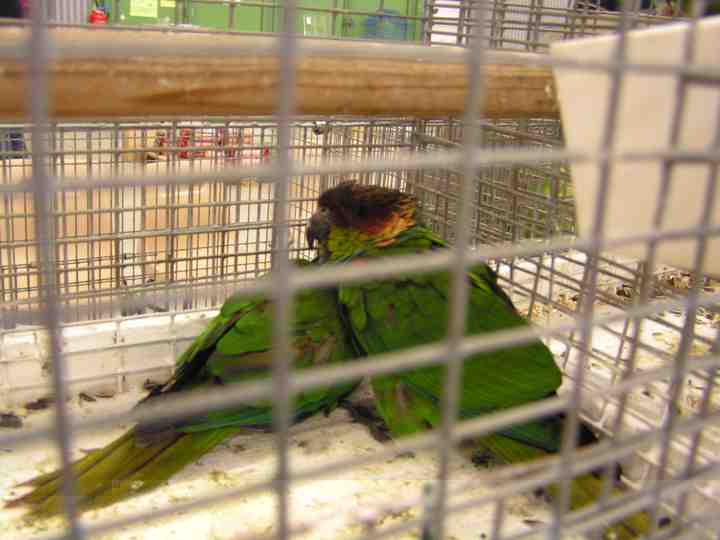 Pyrrhura cruentata.jpg