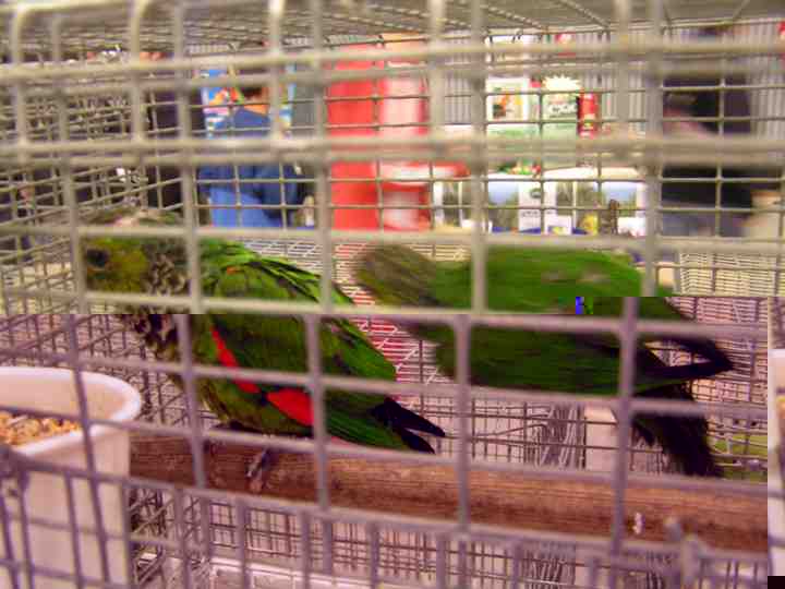 Pyrrhura rupicola sandiae.jpg