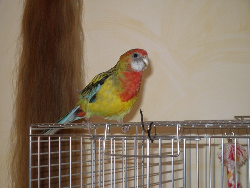 Angel de cÃ´tÃ©.JPG