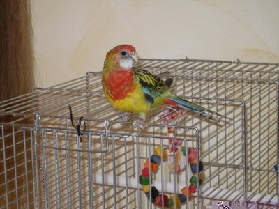 Angel de prÃ¨s.JPG