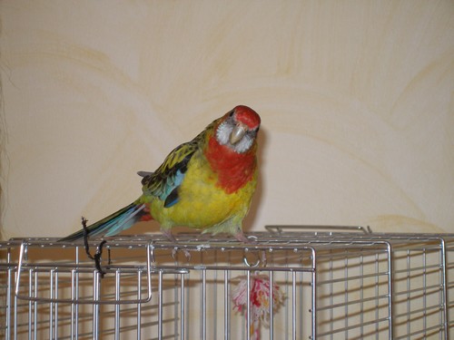 Angel me regarde.JPG