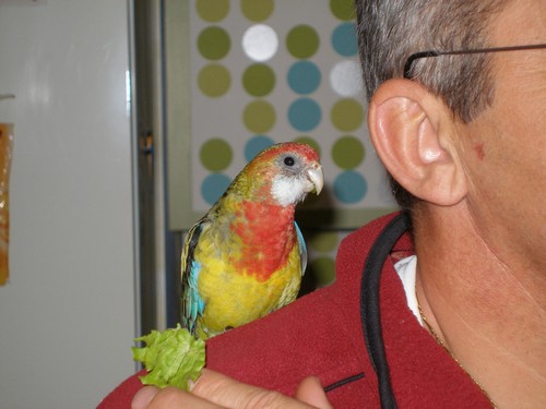 Angel sur l'Ã©paule de JC.jpg