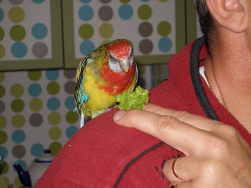 Angel regarde la salade.jpg