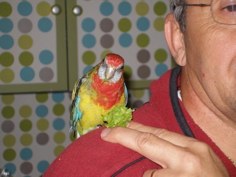 Angel mange la salade.jpg