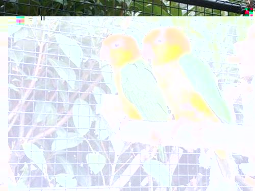 OISEAUX CHRISTOPHE 7 008 (Small) (Custom) (Custom) (Custom).jpg