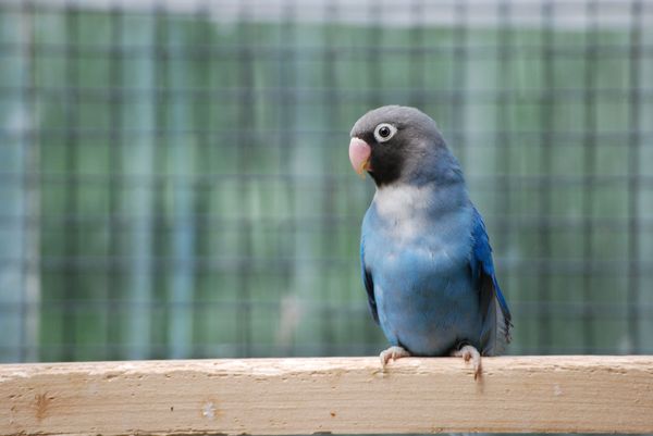 oiseaux 2008 005.jpg