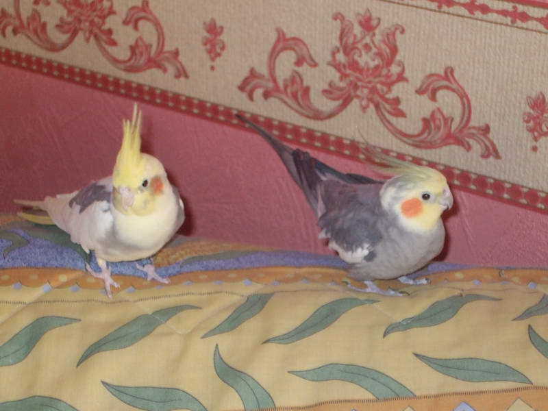 Ballade sur le divan.JPG