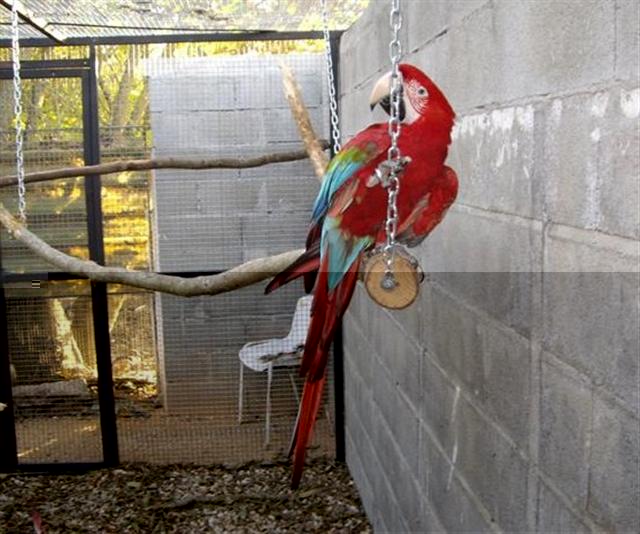 chloro 1 (Small) (Small).jpg