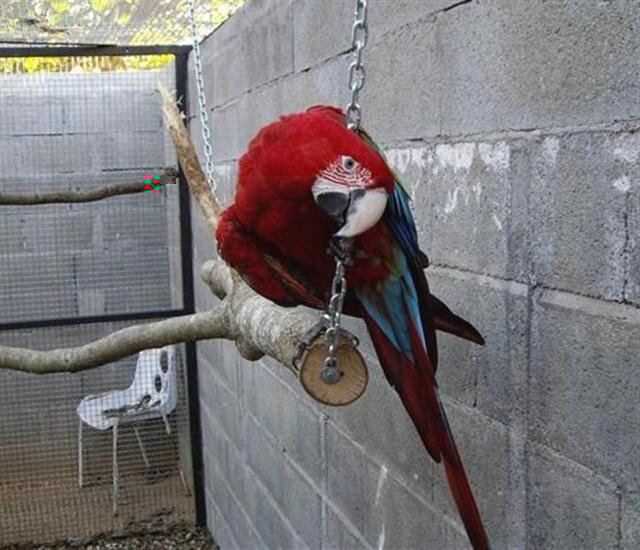 chloro 2 (Medium) (Small) (Small) (Small) (Small).jpg