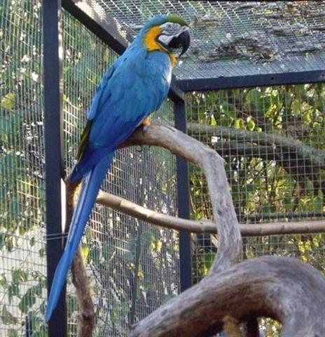 ara male II (Small).jpg