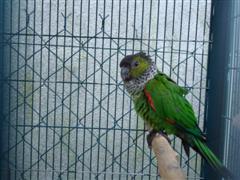 DSC00086 (Small) (WinCE).JPG