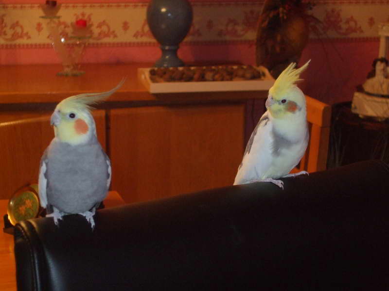 relax sur le fauteuil du bureau.JPG