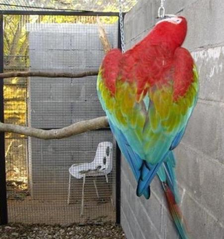 chloro dos (Small) (Small) (Small) (Small).jpg