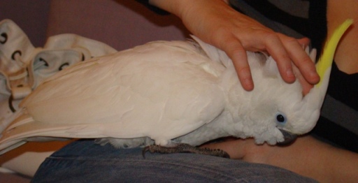 Copie de amzone a nous 051.jpg