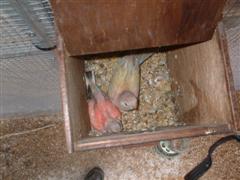 BOURKES AU NID 04 (WinCE).JPG