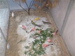 oiseaux de la voliÃ¨re de Lorgues 02 (WinCE) (2).JPG